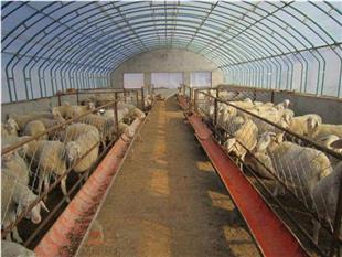 養(yǎng)殖溫室-養(yǎng)殖大棚-畜牧大棚