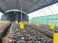 羊肚菌溫室大棚-羊肚菌連棟大棚-薄膜單體溫室大棚