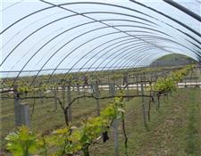 葡萄避雨棚-連棟溫室大棚-食用菌大棚