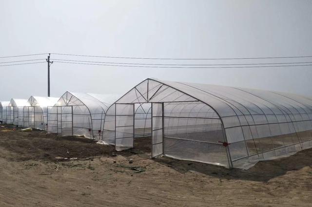 連體薄膜大棚